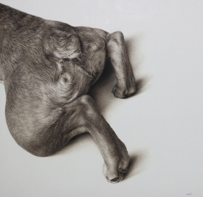 Amber Sena, Stinger, 2014, carboncino, pastello su carta su legno, 91x91cm