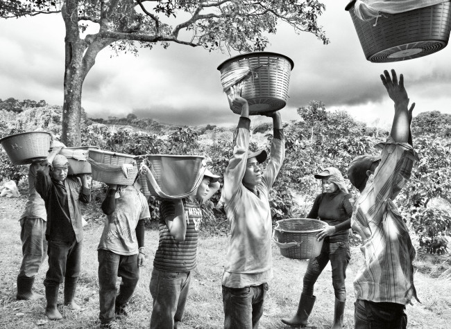 Sebastião Salgado, Profumo di Sogno, Raccoglitori di caffè. Finca la Hilda sulle pendii del vulcano Poas, regione San José. Costa Rica 2013, © Sebastião Salgado/Amazonas Images