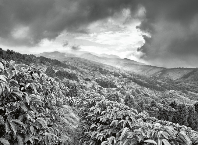 Sebastião Salgado, Profumo di Sogno, Coltivazioni di caffè Llano Bonito de Sarcero, Regione Centrale, Costa Rica 2013,  © Sebastião Salgado/Amazonas Images